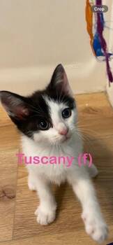 TUSCANY Kitten (f) -  Domestic Short Hair Cat for Adoption in New Bern, North Carolina - TUSCANY Kitten (f) | PetCurious