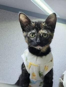 Soldier -  Domestic Short Hair Cat for Adoption in Canon City, Colorado - Soldier | PetCurious
