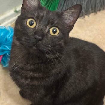 Luna -  Domestic Short Hair Cat for Adoption in Hemet, California - Luna | PetCurious