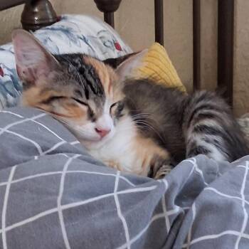 Posie -  Domestic Medium Hair Cat for Adoption in Los Angeles, California - Posie | PetCurious