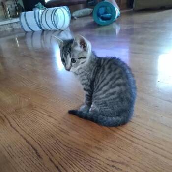 Gatita -  Domestic Short Hair Cat for Adoption in South Elgin, Illinois - Gatita | PetCurious