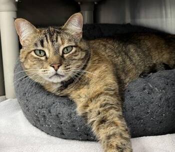 Rescue Domestic Short Hair Cats for Adoption in Annapolis, Maryland - Siri Coco | PetCurious