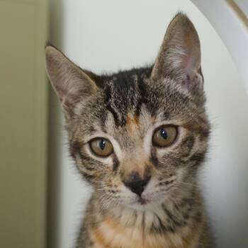 Missy (and Stewie) -  Domestic Short Hair Cat for Adoption in Seattle, Washington - Missy (and Stewie) | PetCurious