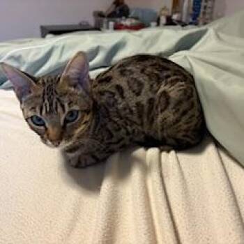 Bengal Cats Available for Adoption in Pickering, Ontario - Siona | PetCurious