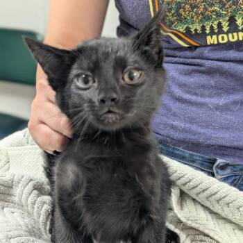 Domestic Short Hair Cats Available for Adoption in Canton, Illinois - Alfred | PetCurious