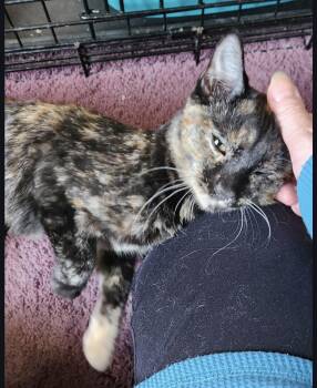 Domestic Short Hair Cats Available for Adoption - Blueberry | PetCurious