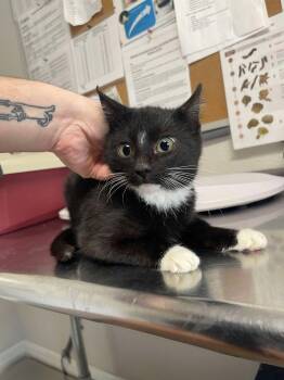 Rescue Domestic Short Hair Cats for Adoption in Bolivar, Missouri - Yuno | PetCurious