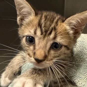 Leo -  Domestic Short Hair Cat for Adoption in Edinburg, Texas - Leo | PetCurious