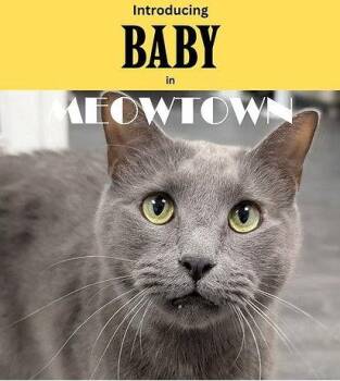 Baby -  Domestic Short Hair Cat for Adoption in Herndon, Virginia - Baby | PetCurious