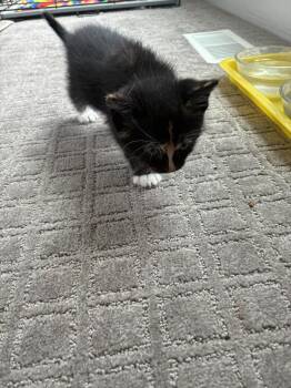 McFlurry -  Domestic Short Hair Cat for Adoption in Fruit Heights, Utah - McFlurry | PetCurious