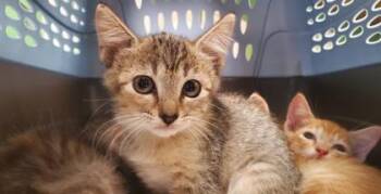 Creamhorn -  Domestic Short Hair Cat for Adoption in Kansas City, Missouri - Creamhorn | PetCurious