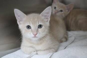 Pip -  Domestic Short Hair Cat for Adoption in Brunswick, Georgia - Pip | PetCurious