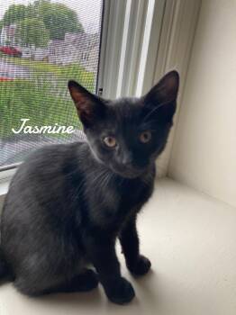 Rescue Domestic Short Hair Cats for Adoption in Naugatuck, Connecticut - Jasmine Born 3/19/25 | PetCurious