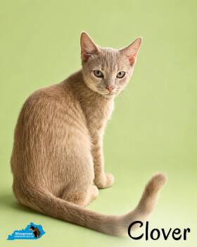 Clover -  Domestic Short Hair Cat for Adoption in Louisville, Kentucky - Clover | PetCurious