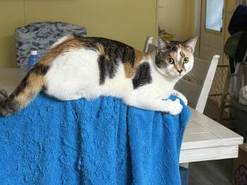 Rescue Domestic Short Hair Cats for Adoption in INDN HBR BCH, Florida - Mackenzie | PetCurious