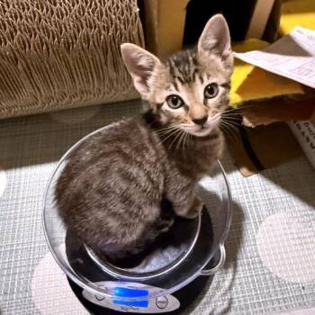 Domestic Short Hair Cats Available for Adoption in Austin, Texas - Blues 17 | PetCurious