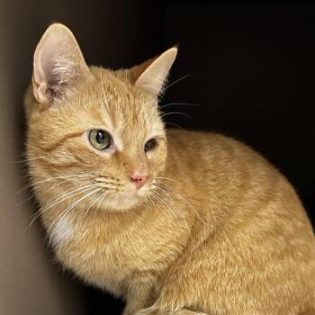 Domestic Short Hair Cats Available for Adoption - Kovu | PetCurious