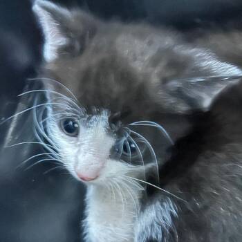 Domestic Short Hair Cats Available for Adoption in Newark, New Jersey - Simon-Stray-46247 | PetCurious