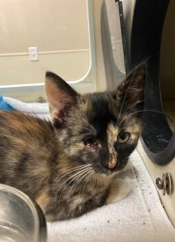 Whippersnapper -  Domestic Long Hair Cat for Adoption in Christiansburg, Virginia - Whippersnapper | PetCurious