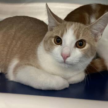 Zach -  Domestic Short Hair Cat for Adoption in Philadelphia, Pennsylvania - Zach | PetCurious