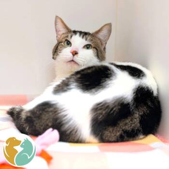 Rock Lobster -  Domestic Short Hair Cat for Adoption in Toledo, Ohio - Rock Lobster | PetCurious