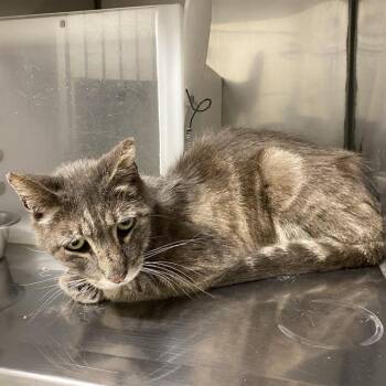 A612041 -  Domestic Short Hair Cat for Adoption in Modesto, California - A612041 | PetCurious