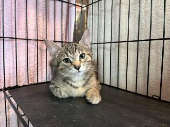 Wiggle Wagon -  Domestic Short Hair Cat for Adoption in Salisbury, Massachusetts - Wiggle Wagon | PetCurious