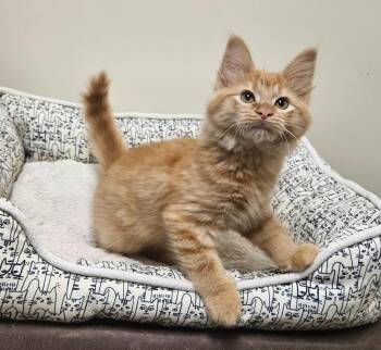 Peso -  Domestic Long Hair Cat for Adoption in Fremont, Ohio - Peso | PetCurious