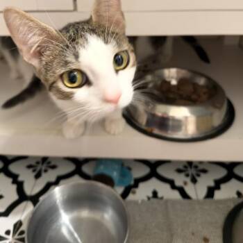 Domestic Short Hair Cats Available for Adoption - Rain - Mama In Oakton, VA | PetCurious