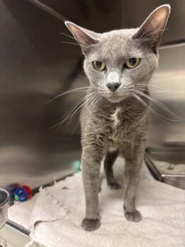 Chewy -  Domestic Short Hair Cat for Adoption in Saint Charles, Missouri - Chewy | PetCurious