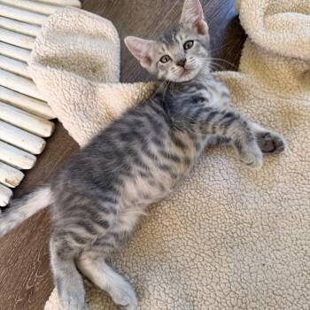 Domestic Short Hair Cats Available for Adoption in Volcano, Hawaii - Hercules | PetCurious