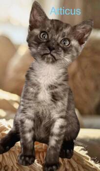 Atticus -  Domestic Long Hair Cat for Adoption in Oakland Park, Florida - Atticus | PetCurious