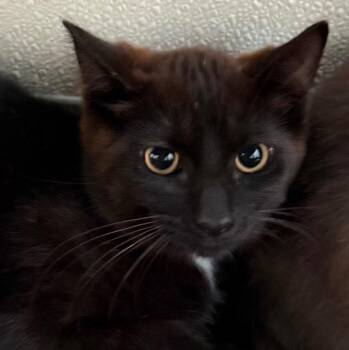 Dixon -  Domestic Medium Hair Cat for Adoption in New Philadelphia, Ohio - Dixon | PetCurious