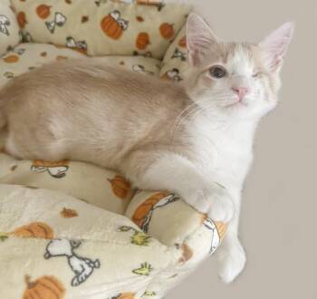 Kitt Katt -  Domestic Short Hair and Tabby Cat for Adoption in Chandler, Arizona - Kitt Katt | PetCurious