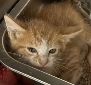Sizzle -  Domestic Short Hair Cat for Adoption in Lockhart, Texas - Sizzle | PetCurious