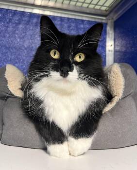Edith Finch -  Domestic Medium Hair and Tuxedo Cat for Adoption in Colorado Springs, Colorado - Edith Finch | PetCurious