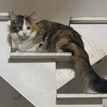Lady Eleanor -  Domestic Medium Hair Cat for Adoption in Aldie, Virginia - Lady Eleanor | PetCurious