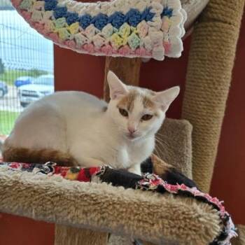 Sherry -  Domestic Short Hair Cat for Adoption in Janesville, Wisconsin - Sherry | PetCurious