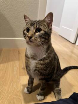 Domestic Short Hair Cats Available for Adoption in Loveland, Colorado - TURKEY | PetCurious