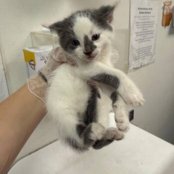 Winston -  Domestic Short Hair Cat for Adoption in Charleston, West Virginia - Winston | PetCurious