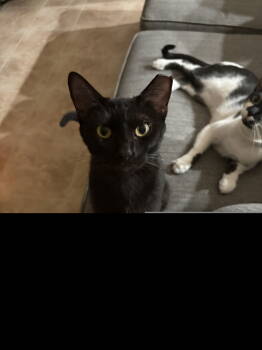 Rescue American Shorthair Cats for Adoption in Dallas, Texas - Luna XXXII (New Digs) | PetCurious