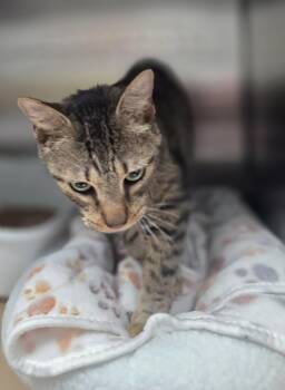 Chips (TAS 8) -  Domestic Short Hair Cat for Adoption in Trenton, New Jersey - Chips (TAS 8) | PetCurious