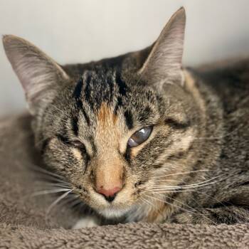 Rescue Domestic Short Hair Cats for Adoption in Goleta, California - Gremlin | PetCurious