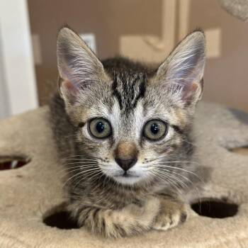 Pita 17 -  Domestic Short Hair Cat for Adoption in Austin, Texas - Pita 17 | PetCurious
