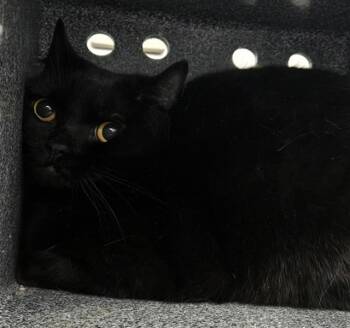 Domestic Short Hair Cats Available for Adoption - WEDNESDAY | PetCurious