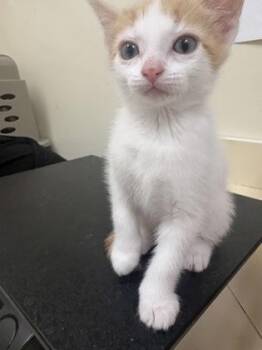 Sherbet -  Domestic Short Hair Cat for Adoption in Charleston, South Carolina - Sherbet | PetCurious