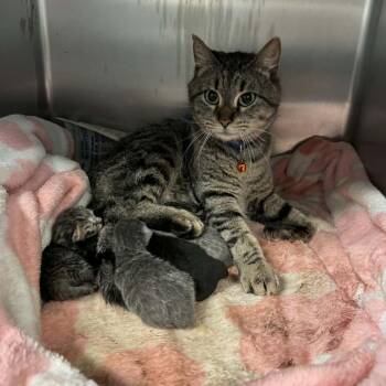 Sunflower -  Domestic Short Hair Cat Available for Adoption in Shinnston, West Virginia - Sunflower | PetCurious