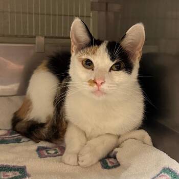 Freesia -  Domestic Short Hair Cat for Adoption in Bristol, Indiana - Freesia | PetCurious