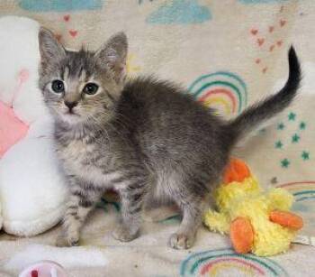 Reba -  Domestic Short Hair Cat for Adoption in Bucyrus, Ohio - Reba | PetCurious
