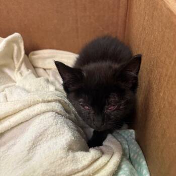 Spider -  Domestic Medium Hair Cat for Adoption in Charleston, West Virginia - Spider | PetCurious